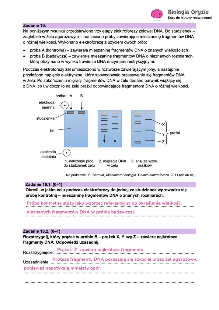 Fragment arkusza maturalnego z biologii - zdanie dotyczące etapów elektrofazy żelowej DNA.