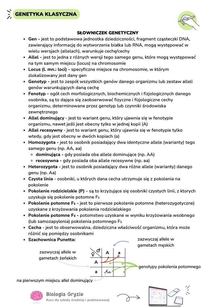 Słowniczek genetyczny z definicjami kluczowych pojęć: gen, allel, genotyp, fenotyp, homozygota i heterozygota. Widoczny schemat szachownicy Punnetta z objaśnieniem, jak wpisywać gamety męskie i żeńskie oraz jak poprawnie zapisywać genotypy potomstwa.