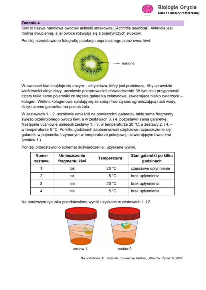 Zadanie maturalne z biologii ze schematem doświadczenia, badającego wpływ enzymu (aktynidyny) z kiwi na strukturę żelatyny.