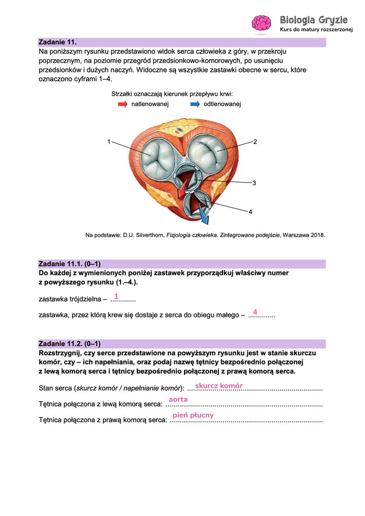 Fragment arkusza maturalnego z biologii - zadanie z rysunkiem widoku serca człowieka z góry.