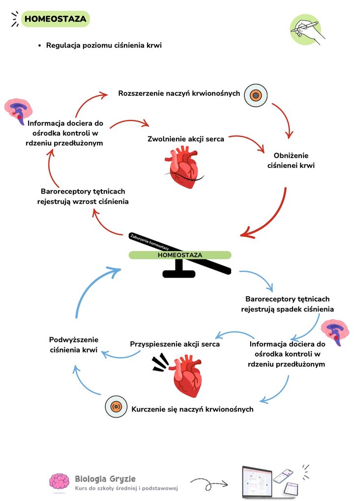 Kolorowy schemat pętli regulacyjnej ciśnienia krwi. Przedstawia graficznie reakcję organizmu na nadciśnienie (zwolnienie serca) oraz niedociśnienie (przyspieszenie serca i skurcz naczyń) .
