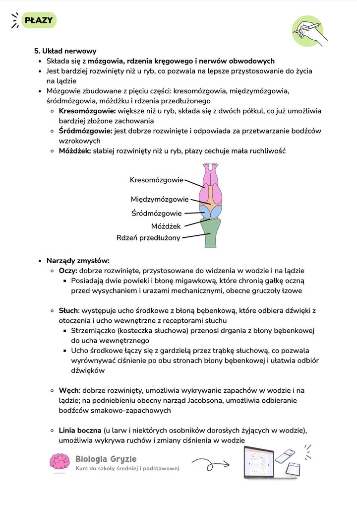 Budowa mózgowia płaza: pięć części mózgu z widocznym kresomózgowiem, śródmózgowiem i słabo rozwiniętym móżdżkiem.