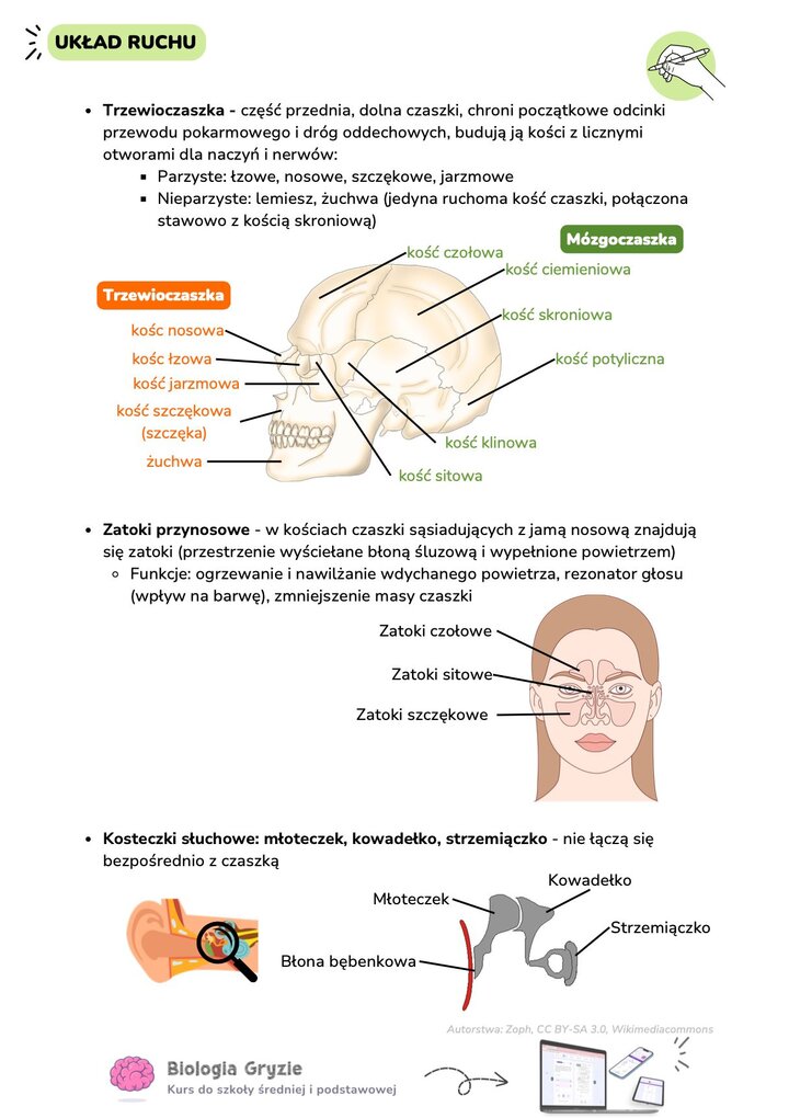 Rysunki anatomiczne czaszki z podziałem na trzewioczaszkę i mózgoczaszkę oraz schemat rozmieszczenia zatok przynosowych i kosteczek słuchowych.