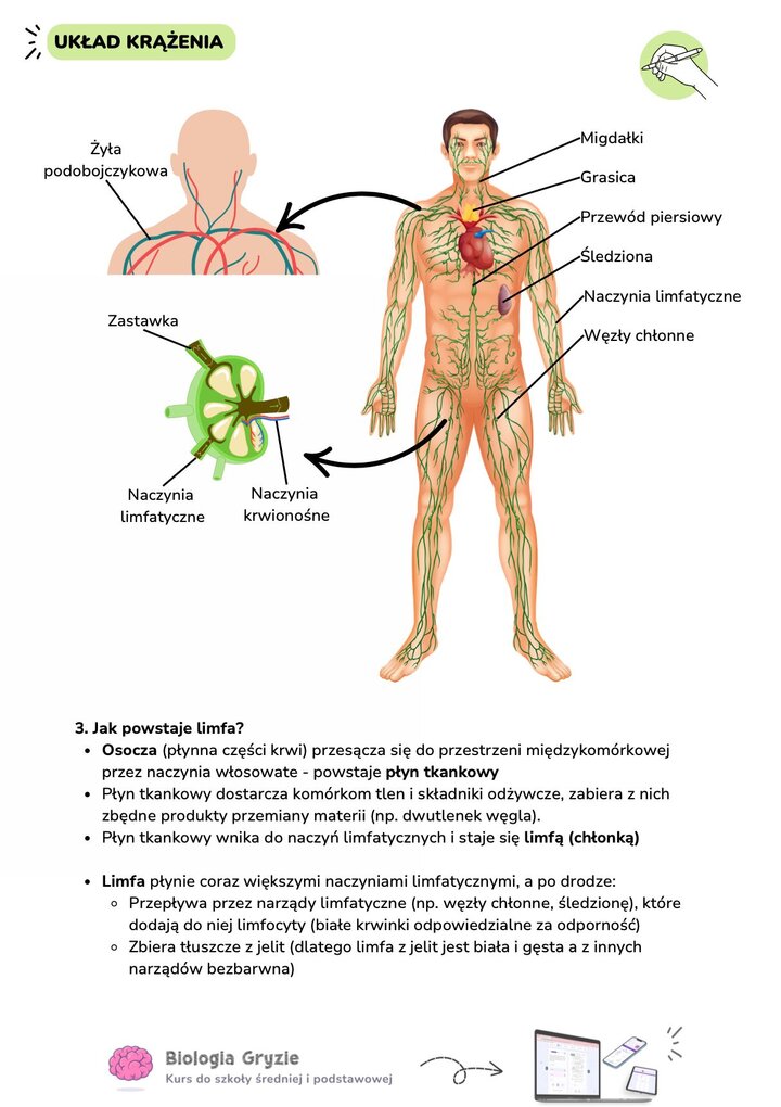 Infografika przedstawiająca sylwetkę człowieka z zaznaczonymi narządami limfatycznymi (migdałki, grasica, śledziona, węzły chłonne) oraz zbliżenie na budowę węzła chłonnego z zastawkami zapobiegającymi cofaniu się limfy.