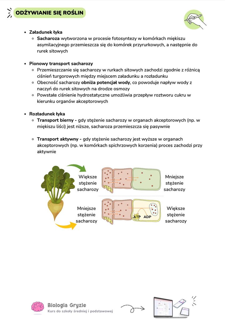 Porównanie transportu biernego i aktywnego sacharozy w roślinie na przykładzie buraka cukrowego – schemat Biologia Gryzie