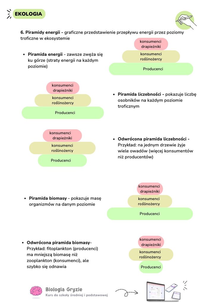 Rodzaje piramid ekologicznych: piramida energii, liczebności i biomasy. Przykłady piramid standardowych oraz odwróconych na przykładzie drzewa i owadów oraz fitoplanktonu.