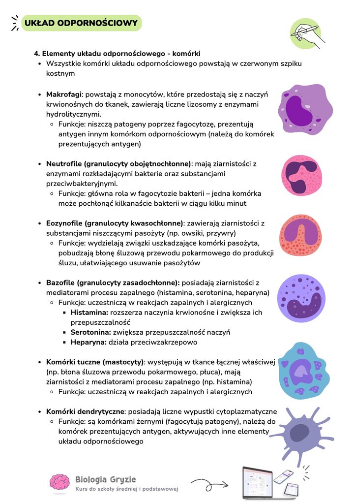Ilustracja komórki układu odpornościowego (makrofaga lub monocytu) z dużym jądrem komórkowym i pęcherzykami wewnątrz cytoplazmy.
