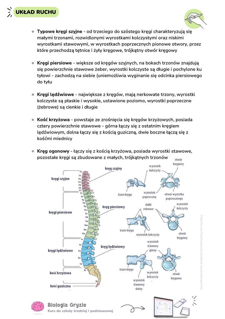 Anatomia kręgosłupa człowieka z podziałem na odcinek szyjny, piersiowy, lędźwiowy, kość krzyżową i ogonową oraz różnice w budowie kręgów.