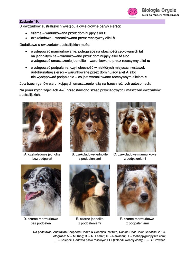 Fragment arkusza maturalnego z biologii - zadanie dotyczące owczarków australijskich i ich barwy sierści.