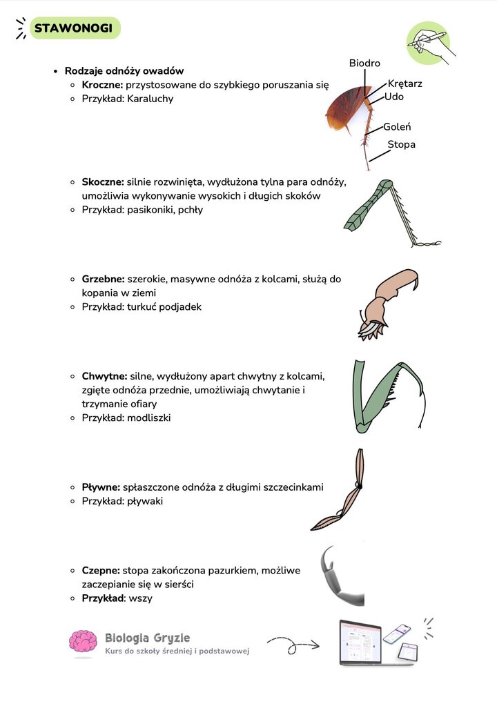 Typy odnóży owadów i budowa nogi owada: biodro, krętarz, udo, goleń i stopa.