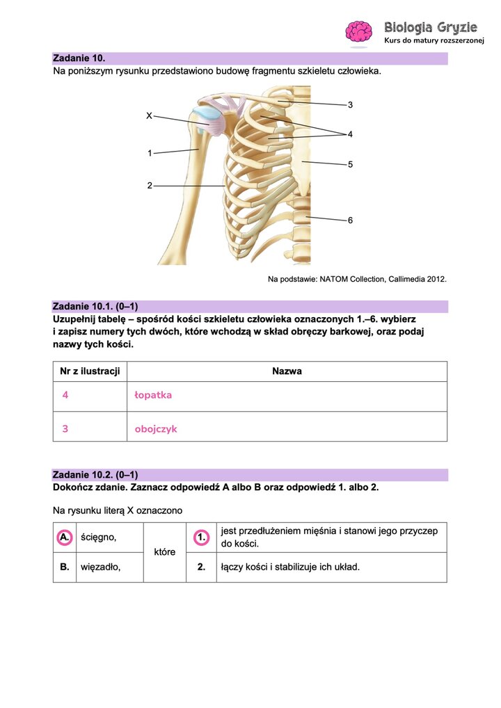 Fragment arkusza maturalnego z biologii - zadanie z rysunkiem budowy fragmentu szkieletu człowieka.