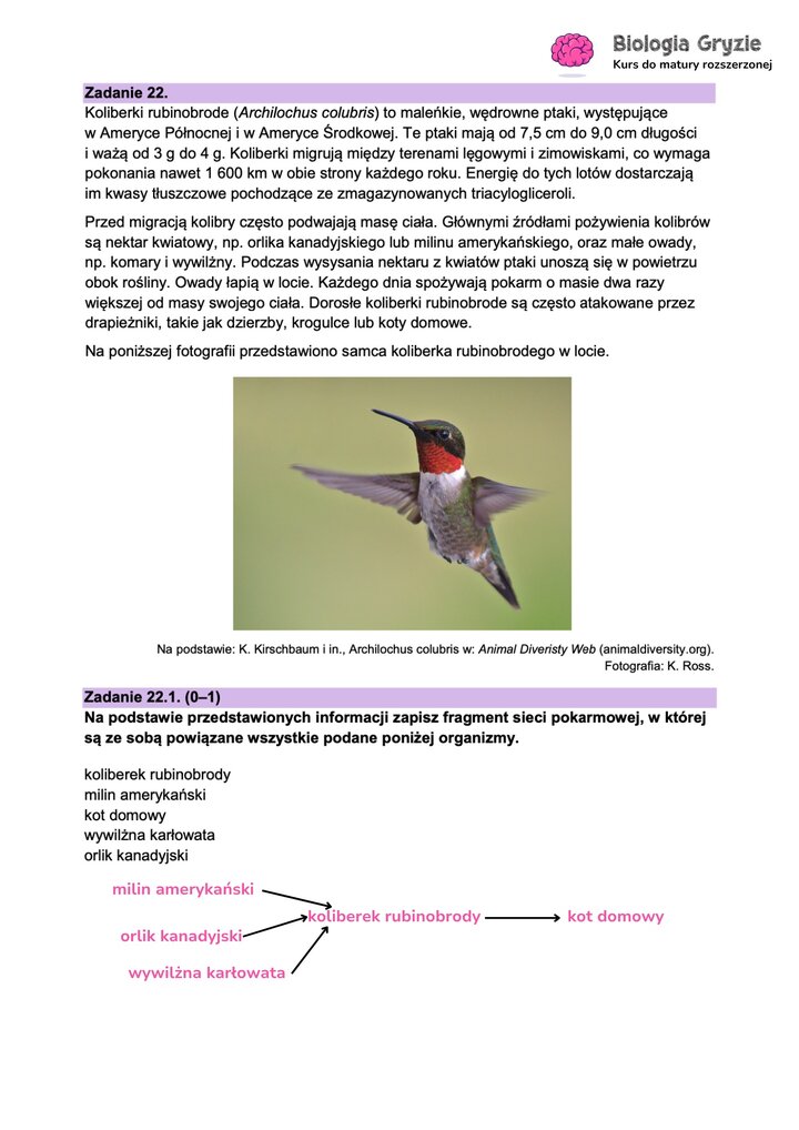 Fragment arkusza maturalnego z biologii - zadanie z tekstem dotyczącym koliberki.