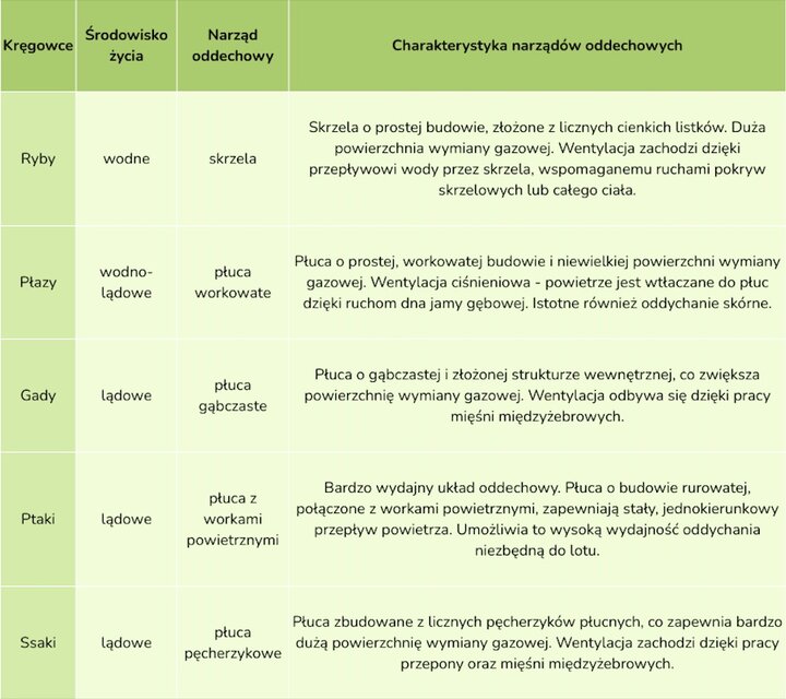 Tabela porównująca budowę i funkcje narządów oddechowych u kręgowców: ryb, płazów, gadów, ptaków i ssaków. Zestawienie opisuje ewolucję od skrzeli, przez płuca workowate i gąbczaste, aż po płuca pęcherzykowe, uwzględniając przystosowanie do środowiska życia.