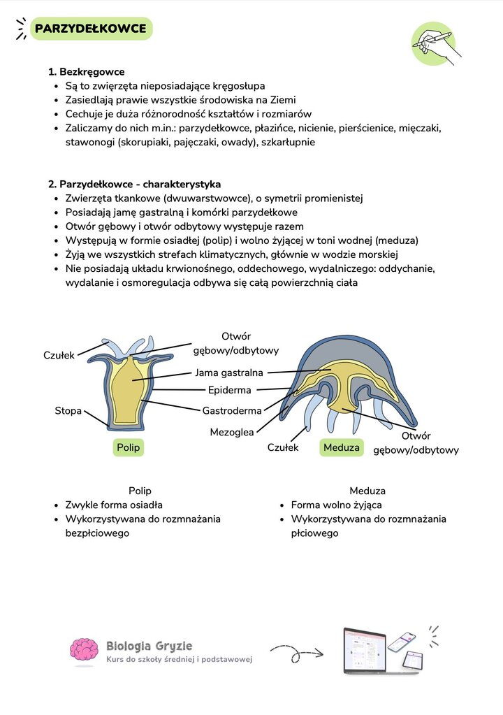 Budowa polipa i meduzy – schemat jamy gastralnej, epidermy i gastrodermy parzydełkowców.