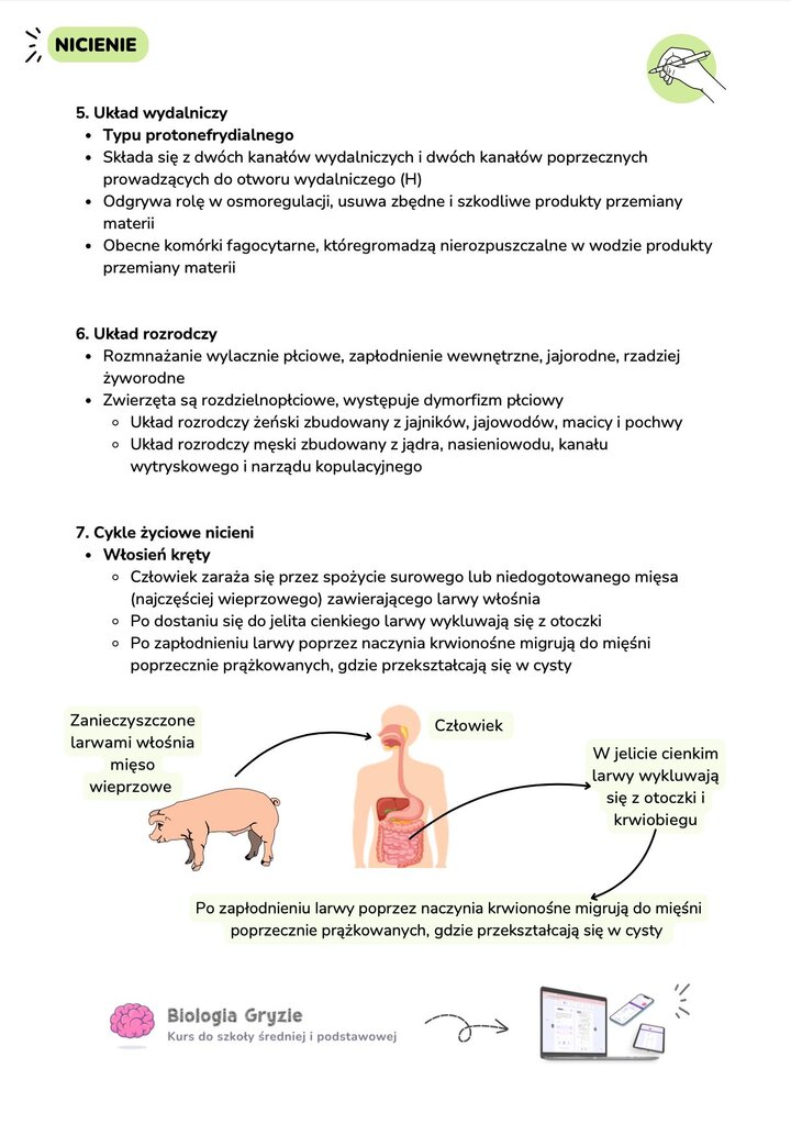 Układ wydalniczy i rozrodczy nicieni oraz schemat cyklu życiowego włośnia krętego u człowieka.