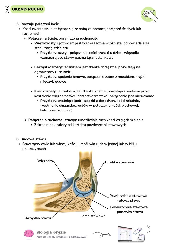Ilustracja anatomiczna budowy stawu wykazująca elementy takie jak torebka stawowa, jama stawowa, głowa i panewka stawu oraz więzadła.