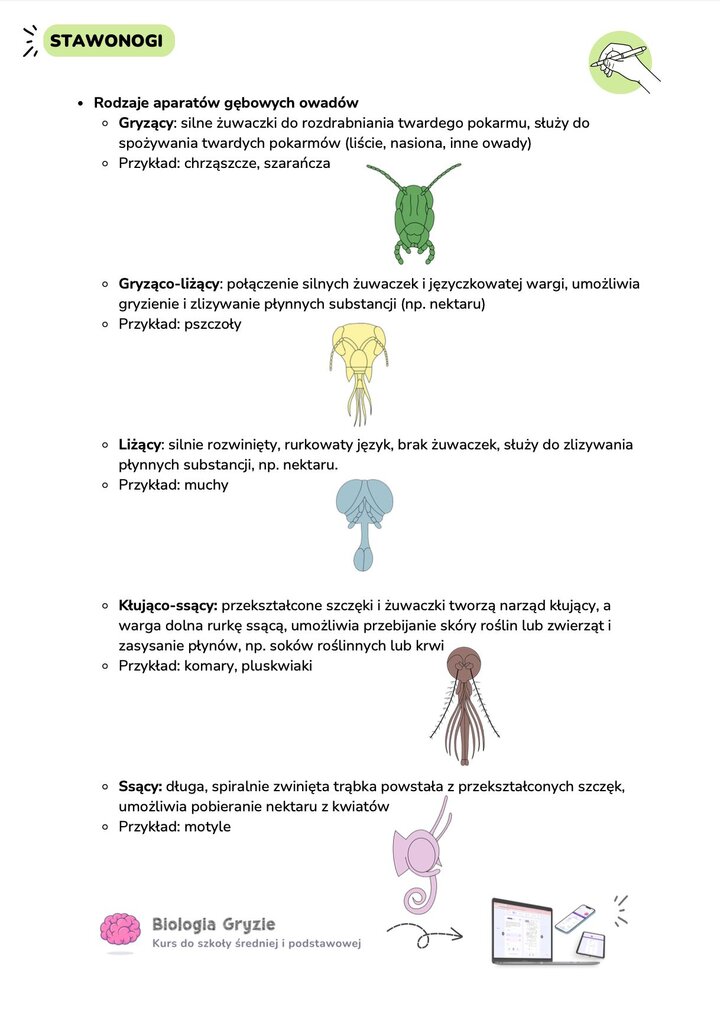 Rodzaje aparatów gębowych owadów: aparat gryzący, gryząco-liżący, liżący, kłująco-ssący i ssący.