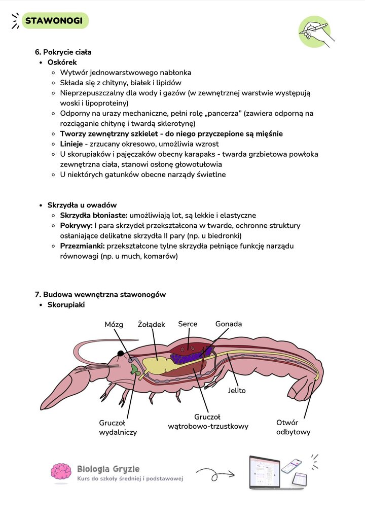 Budowa wewnętrzna skorupiaka na przykładzie raka: serce, mózg, żołądek, gonada i gruczoł wydalniczy.