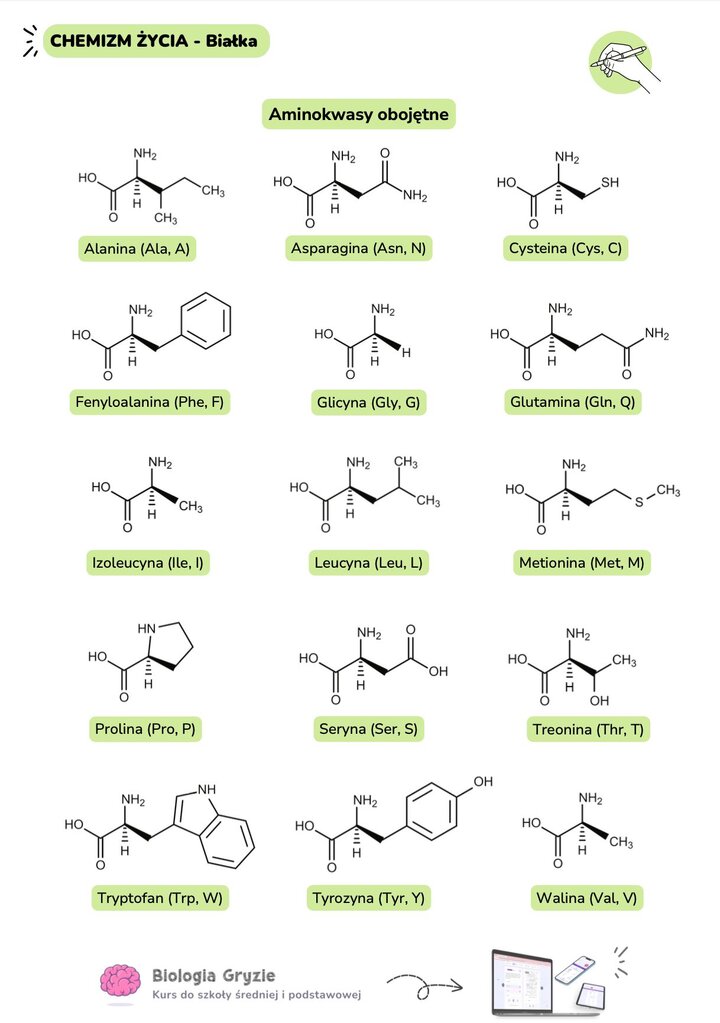 Wzory chemiczne aminokwasów obojętnych alanina asparagina cysteina fenyloalanina glicyna glutamina izoleucyna leucyna metionina prolina seryna treonina tryptofan tyrozyna walina