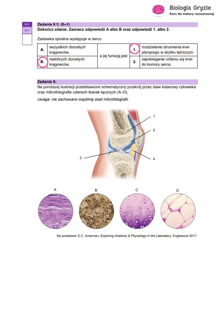 Zadanie maturalne z biologii z przekrojem stawu kolanowego i mikrofotografiami tkanek łącznych, do analizy budowy aparatu ruchu.
