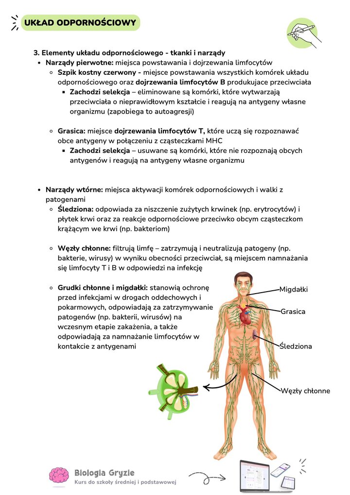 Anatomiczna mapa narządów układu odpornościowego człowieka. Zaznaczone migdałki, grasica, śledziona oraz sieć węzłów chłonnych rozmieszczonych w całym ciele.