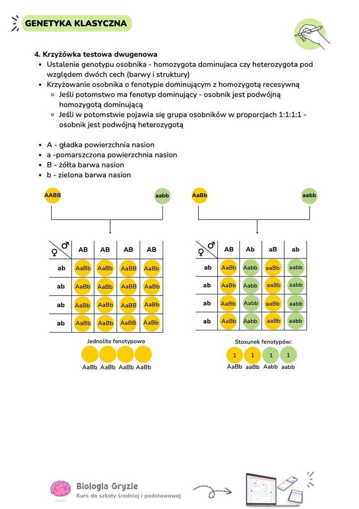 Przykłady krzyżówek testowych dwugenowych. Analiza potomstwa dla podwójnej homozygoty dominującej (jednolite fenotypowo) oraz podwójnej heterozygoty (stosunek 1:1:1:1).