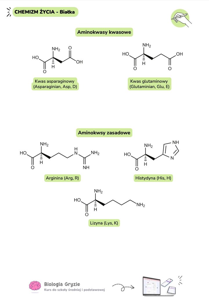 Wzory chemiczne aminokwasów kwasowych kwas asparaginowy kwas glutaminowy oraz zasadowych arginina histydyna lizyna