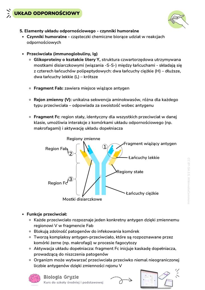Schemat i opis budowy przeciwciała (immunoglobuliny). Ilustracja pokazuje strukturę cząsteczki w kształcie litery Y z zaznaczonymi łańcuchami i regionami, a tekst poniżej wymienia jej funkcje w układzie odpornościowym.