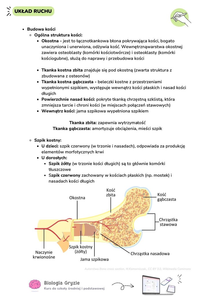 Szczegółowy schemat budowy wewnętrznej kości długiej przedstawiający okostną, tkankę kostną zbitą, gąbczastą, jamę szpikową oraz chrząstkę nasadową.