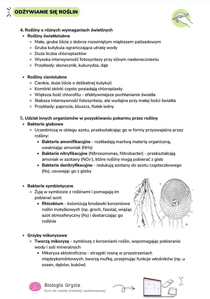 Bakterie brodawkowe Rhizobium i mikoryza ektotroficzna u roślin – rysunki i opisy symbiozy