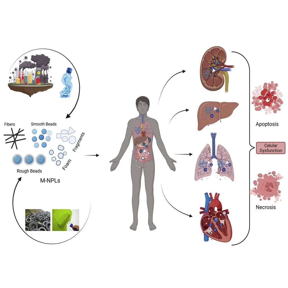 In the wake of growing environmental concerns, a startling revelation from a study published by the Proceedings of the National Academy of Sciences