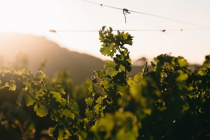 grape fields