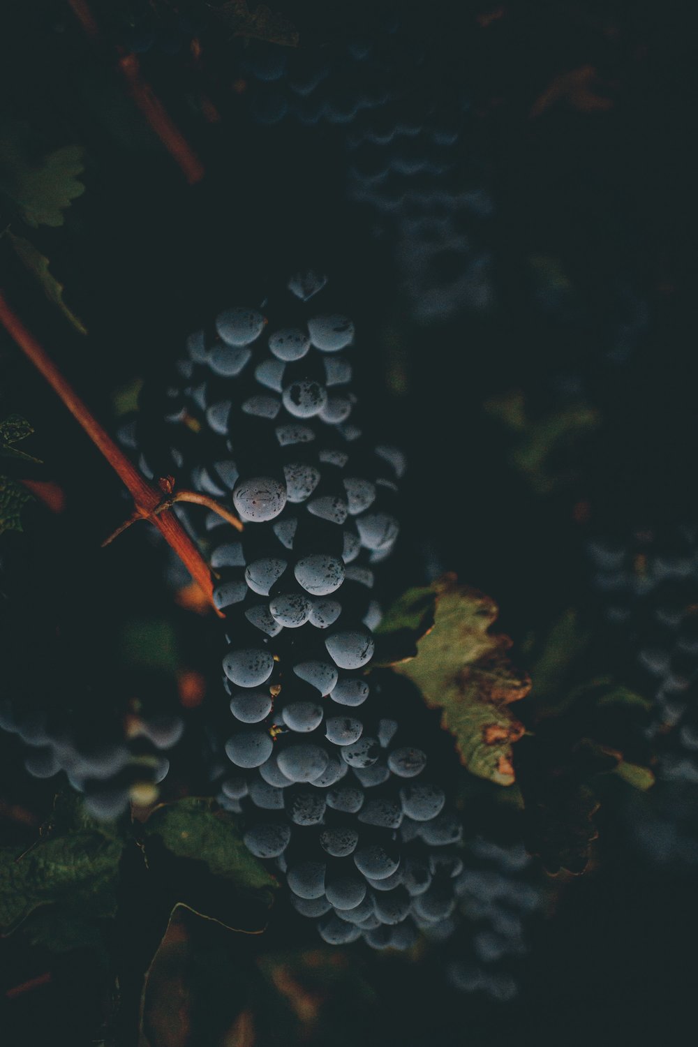 <p>“There is something to be said about the nature of this variety (Cabernet Franc) in Paso, especially within the Adelaida District, which brings a distinct calcareous nature to its profile. Here, we found the best of its kind – augmented by the hand of Daniel Daou and his team.”</p>