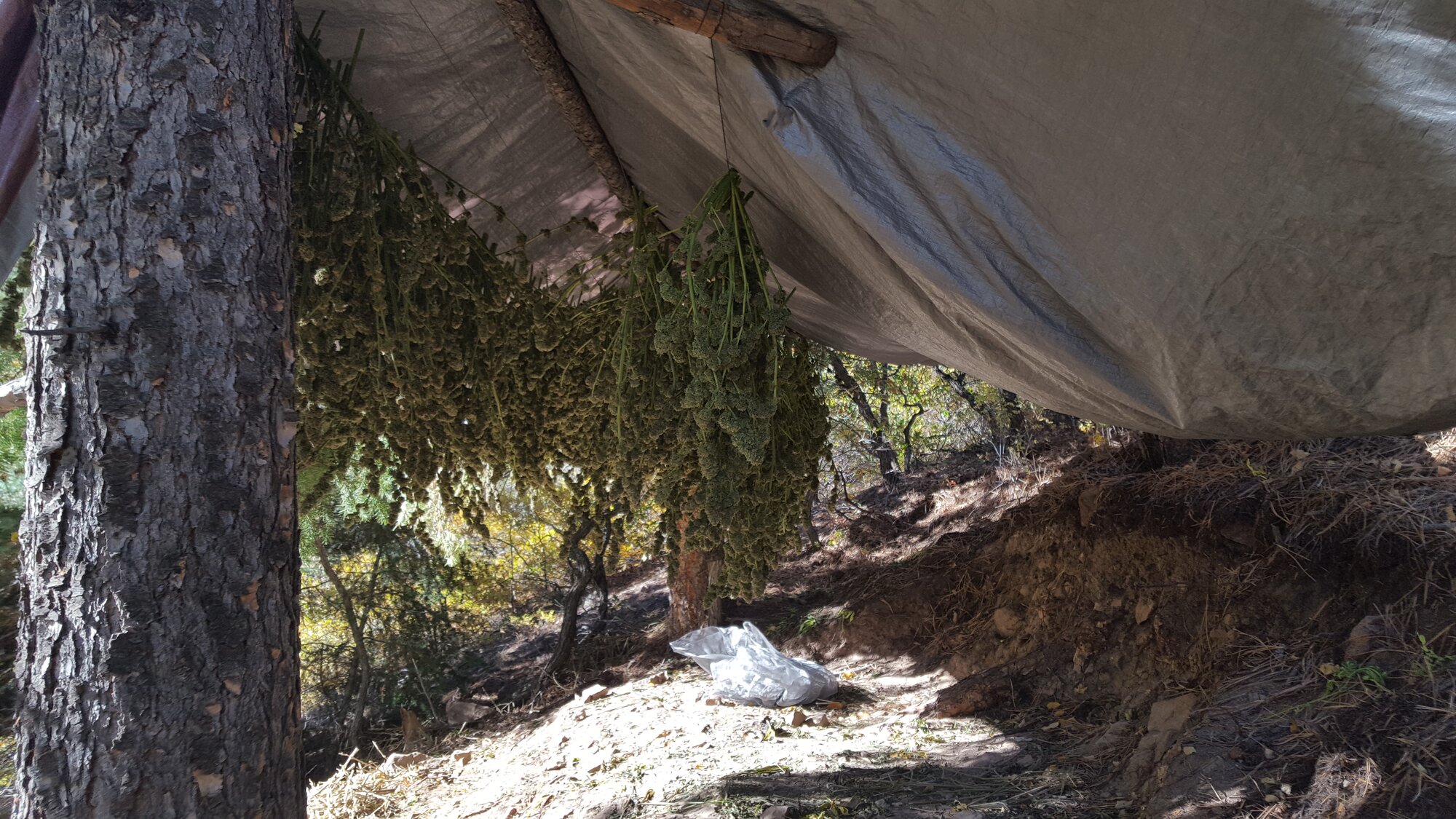 Image - Drying plants.jpg