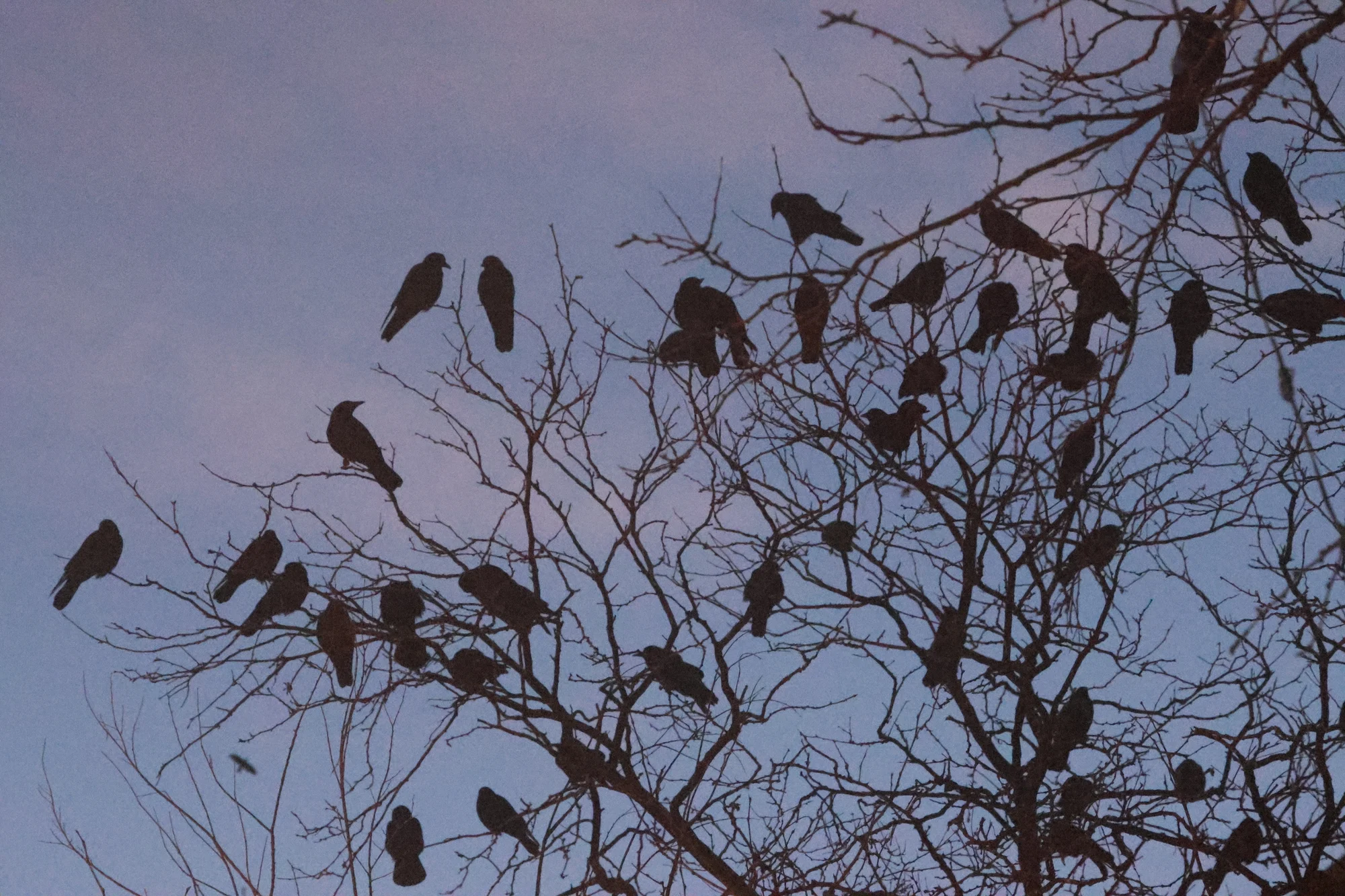 Crows roost on the trees along the 1700 block of Arapahoe Street in downtown Denver. Photo: Kyle Cooke, Rocky Mountain PBS