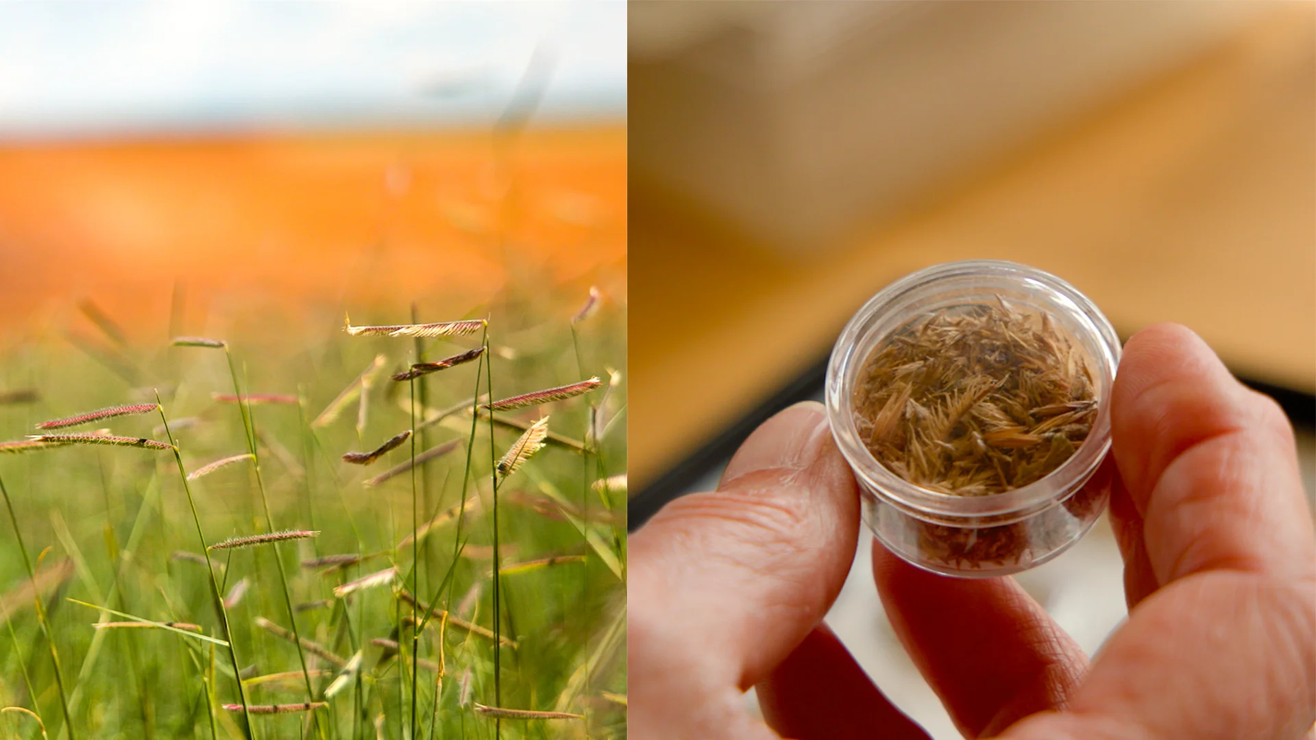 Blue Grama in the field, left, and its seeds, right. Photo: Ziyi Xu, Rocky Mountain PBS