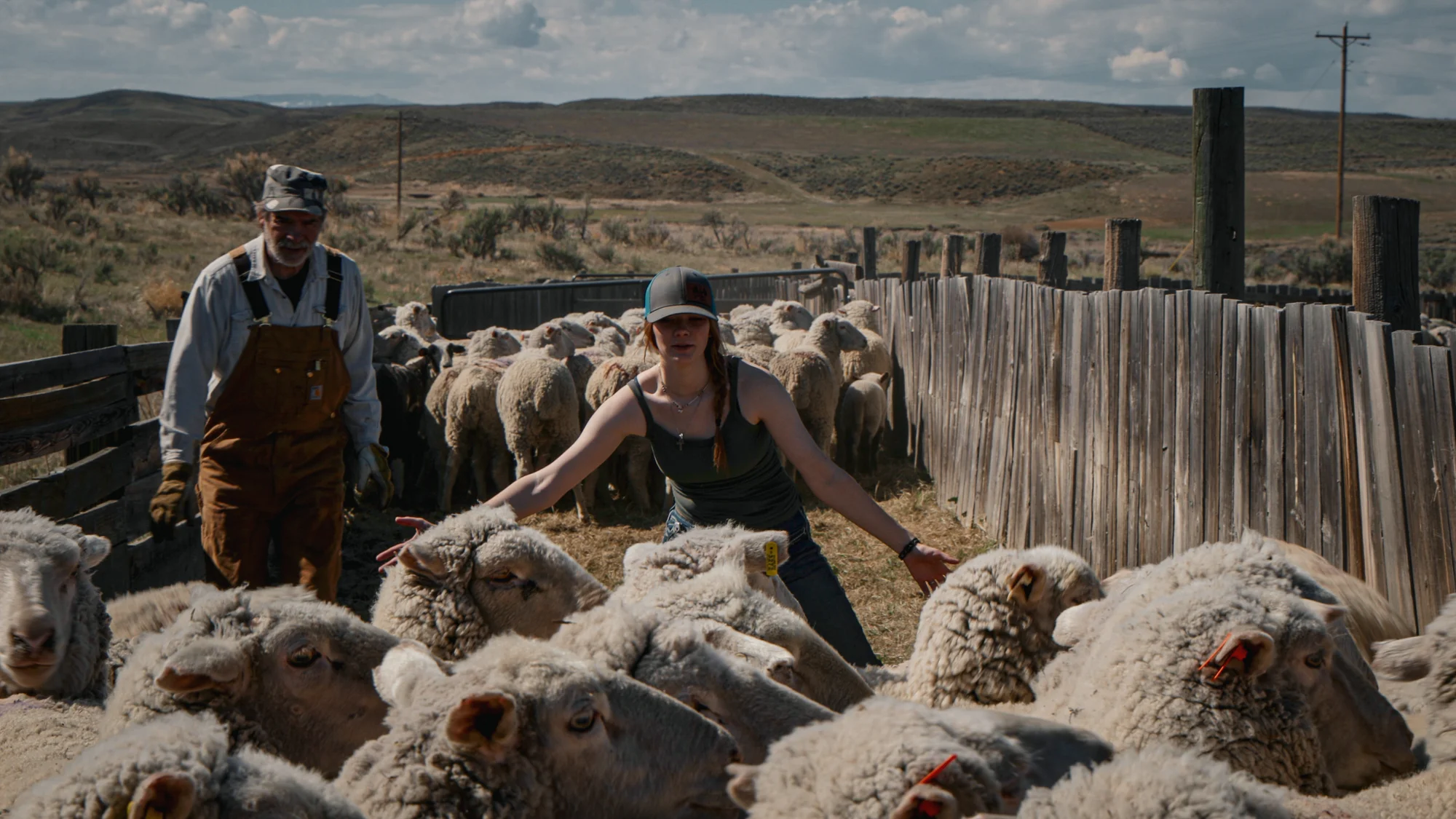 Tess Villard, right, and Jim Nicoletto, (left) wrangle sheep towards the shearing trailer in late-April. Photo: Andrea Kramar, Rocky Mountain PBS