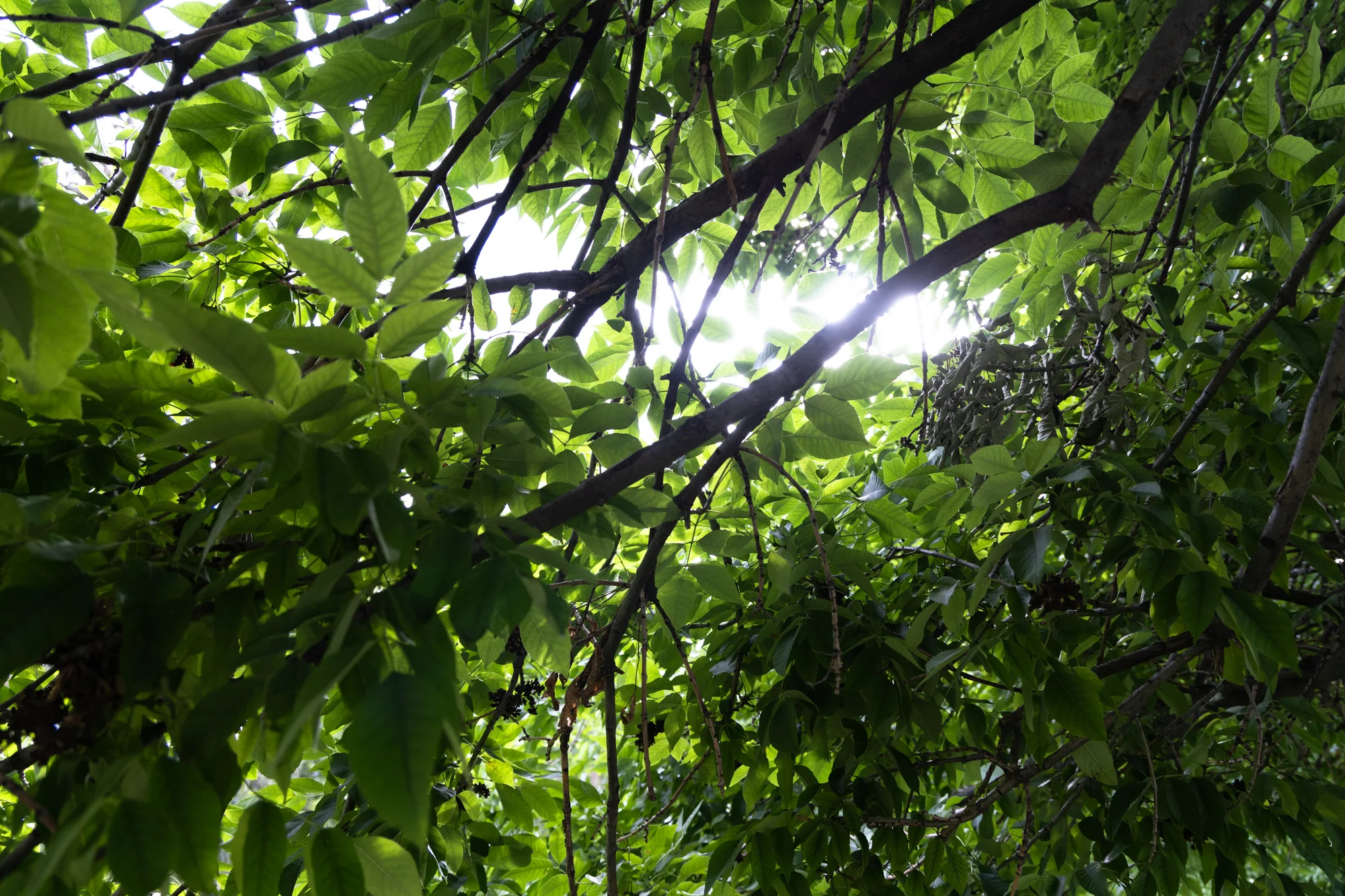 Ash trees have almond-shaped leaves that grow in clusters on one stem. Photo: Carly Rose, Rocky Mountain PBS