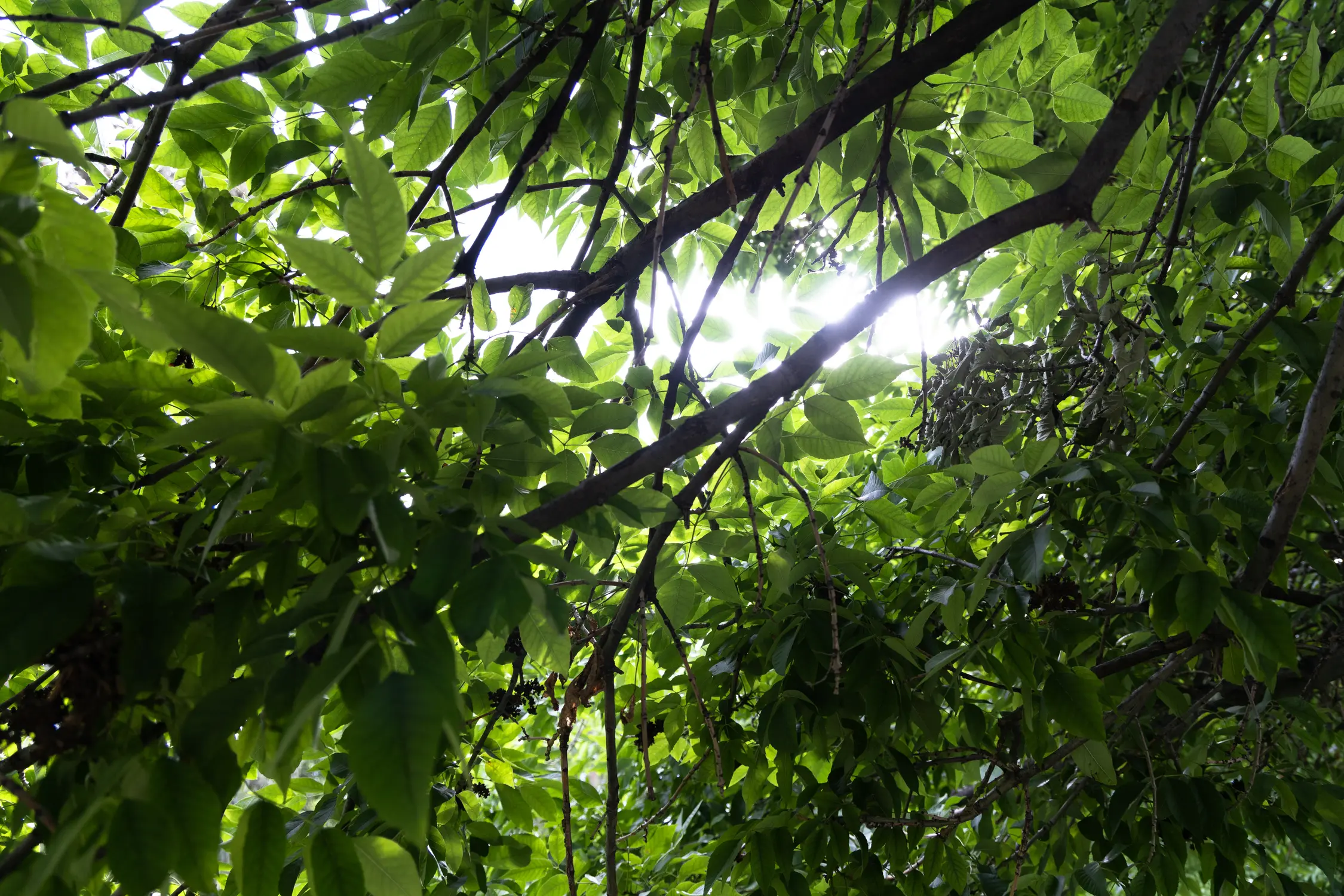 Ash trees have almond-shaped leaves that grow in clusters on one stem. Photo: Carly Rose, Rocky Mountain PBS