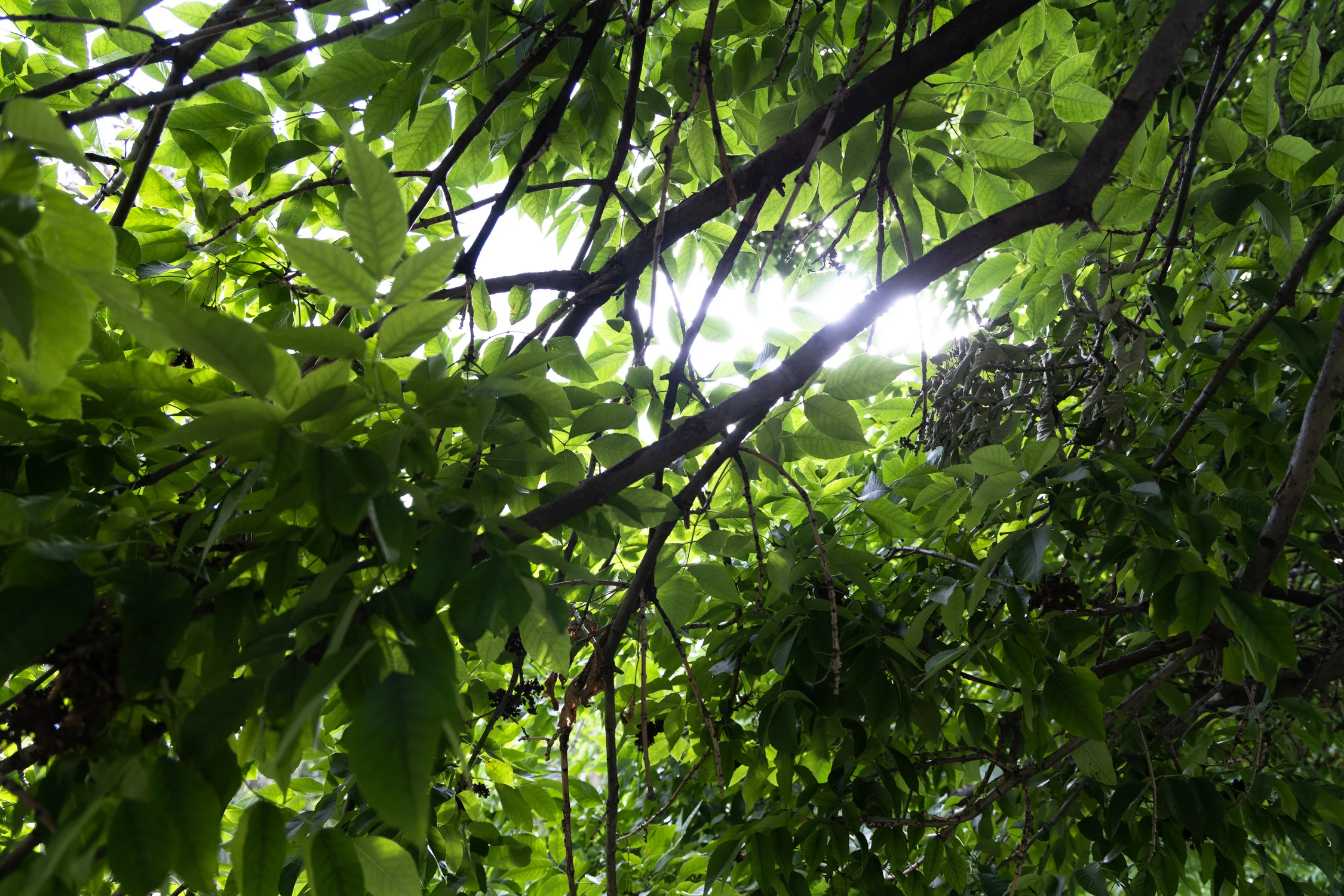 Ash trees have almond-shaped leaves that grow in clusters on one stem. Photo: Carly Rose, Rocky Mountain PBS