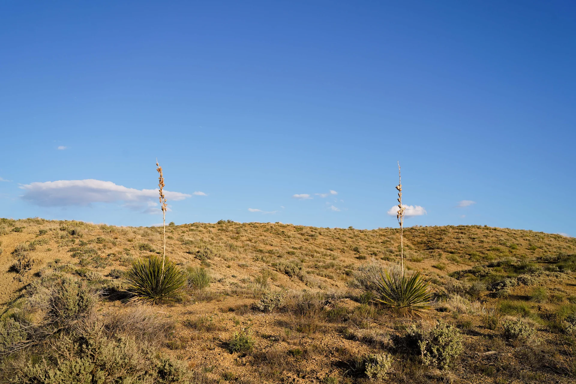 Yucca, a member of the asparagus family, has flower stalks that commonly grow three to five feet tall.