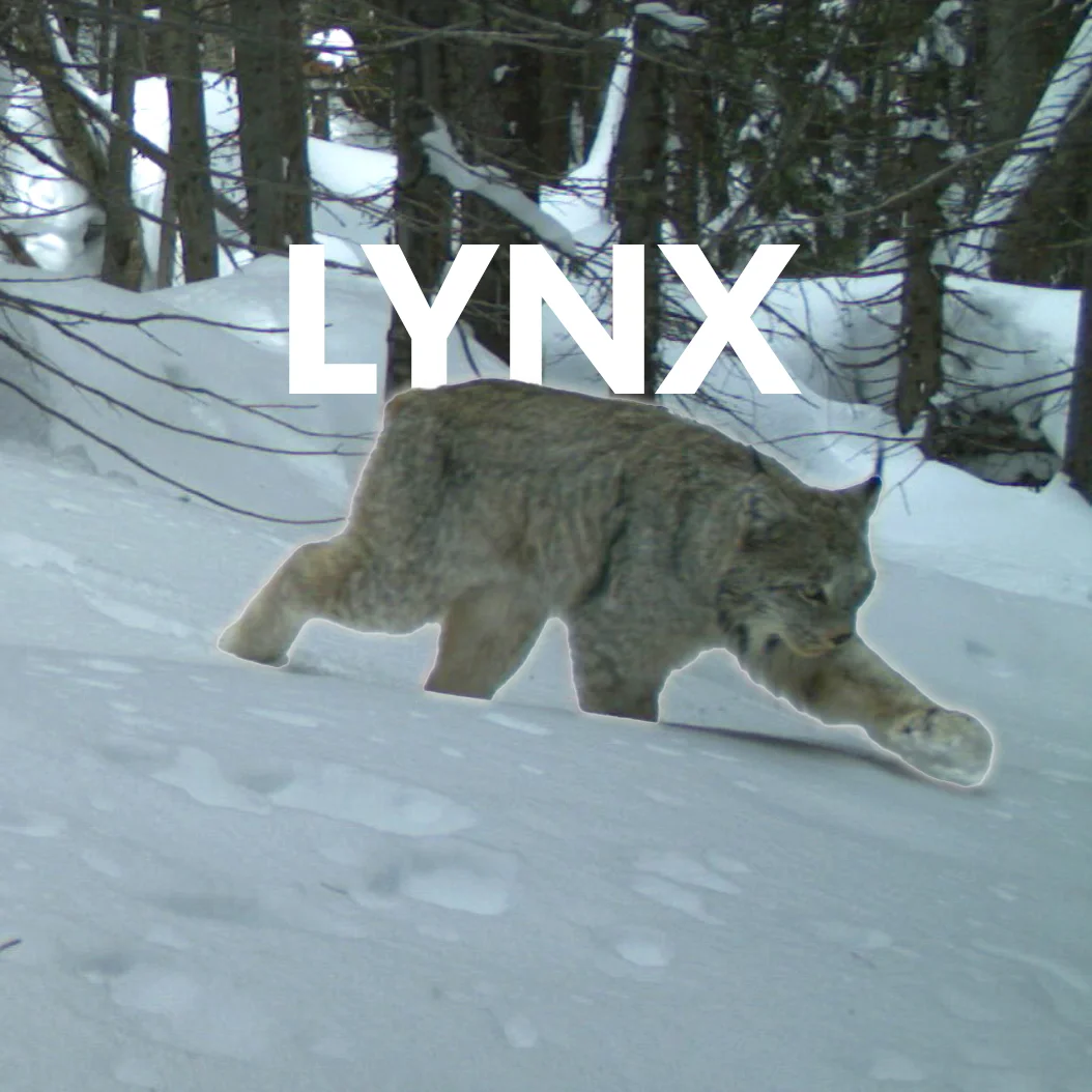 A lynx in Colorado. Photo courtesy Colorado Parks and Wildlife