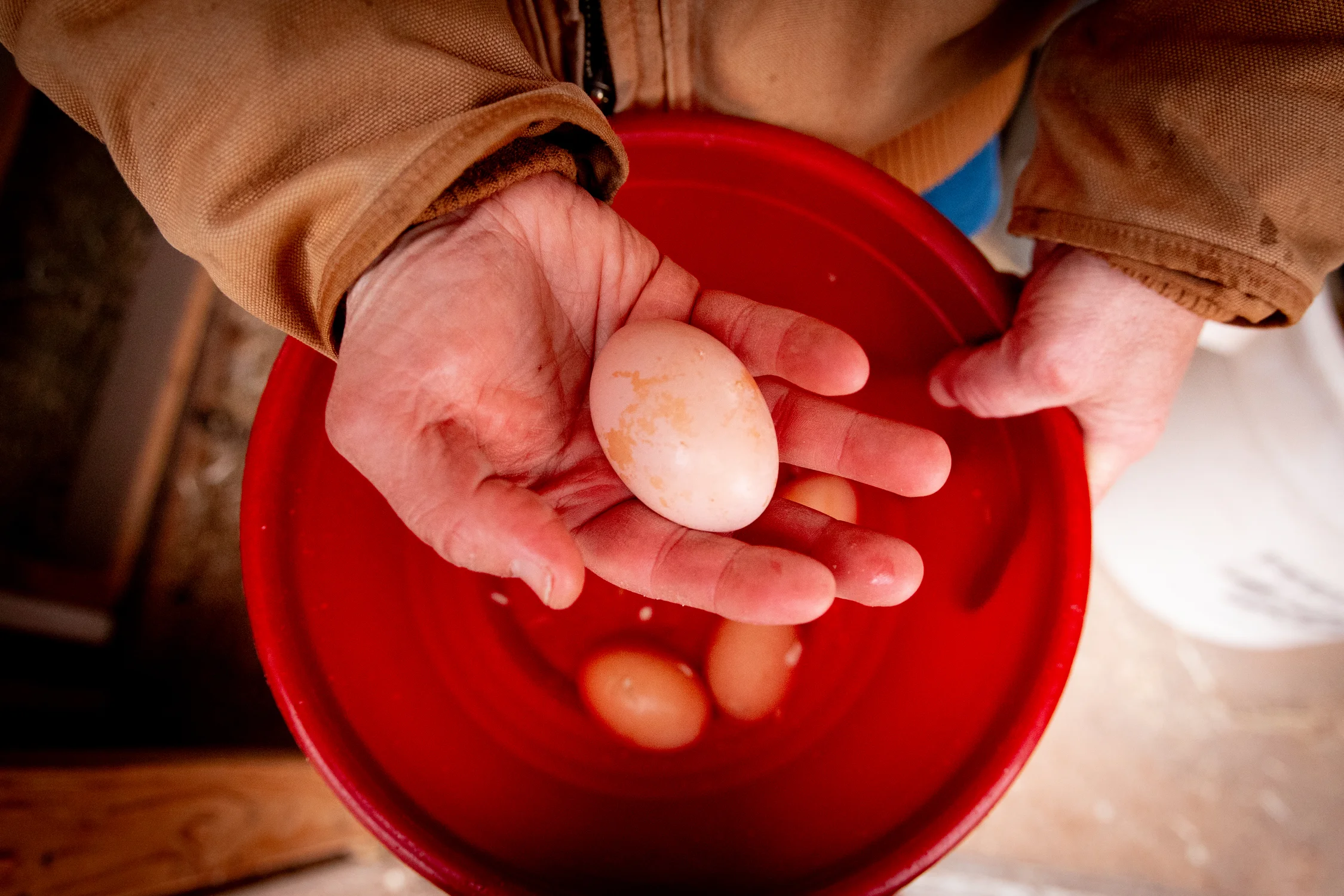 Mike Deeth retrieves eggs his hens laid. Photo: Priya Shahi, Rocky Mountain PBS
