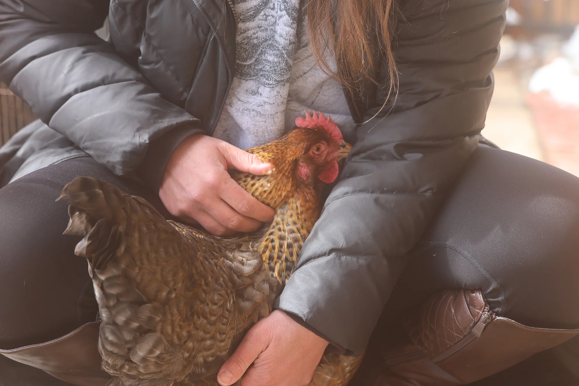 Amanda Slavik pets one of her five chickens. Photo: Kyle Cooke, Rocky Mountain PBS