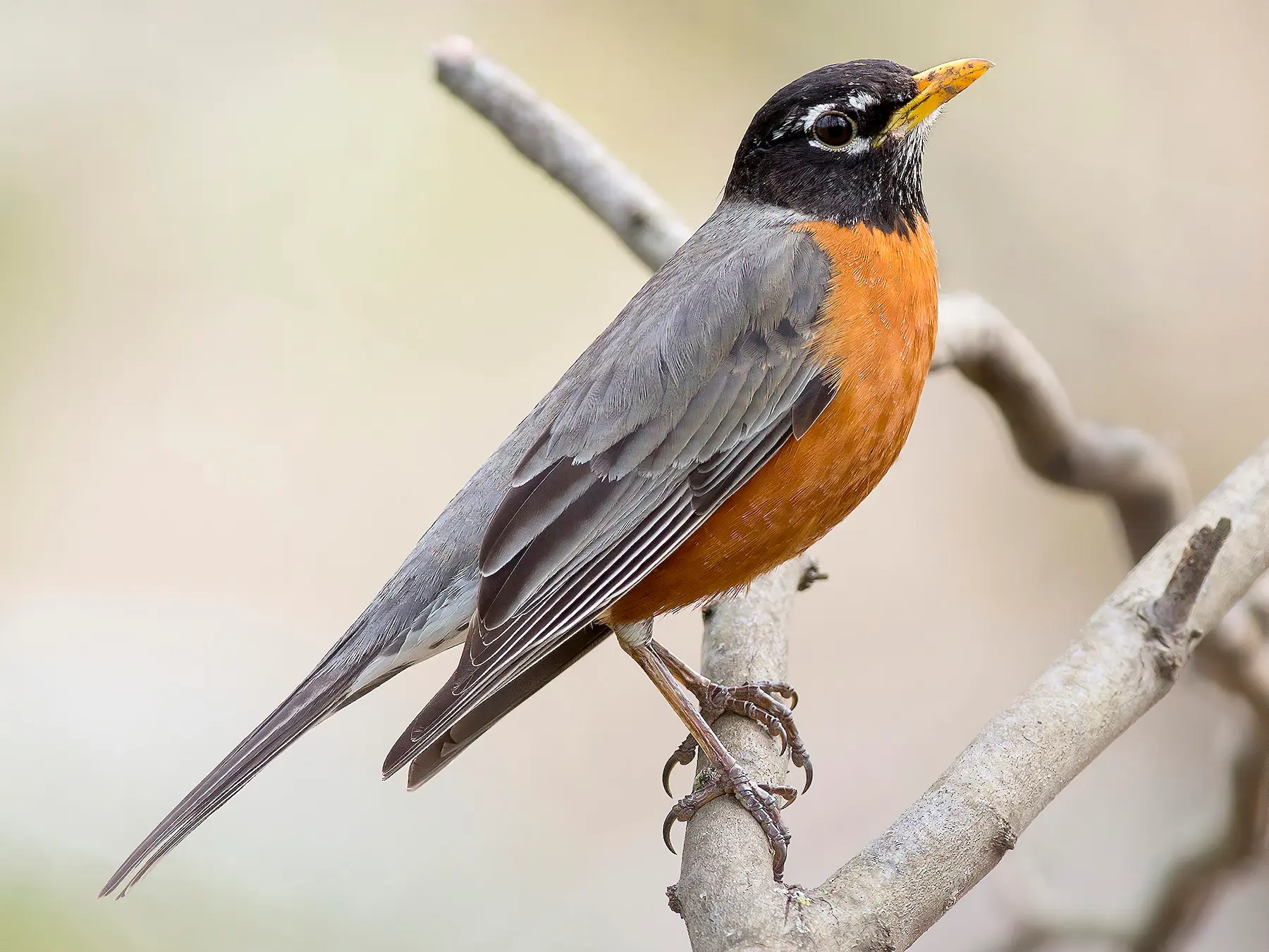 An American robin. Photo courtesy Alex Eberts