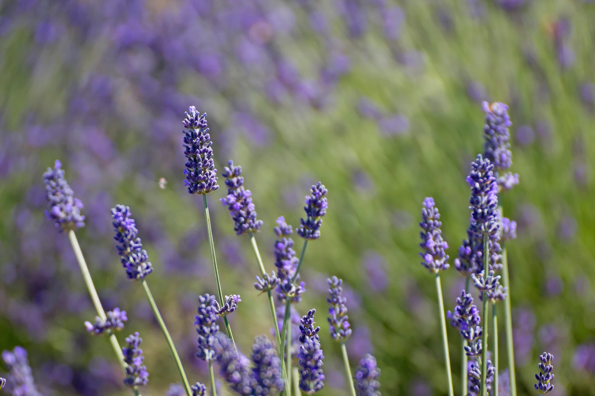“Lavender can be a bit fussy,” Miller said. Photo courtesy Storyblocks