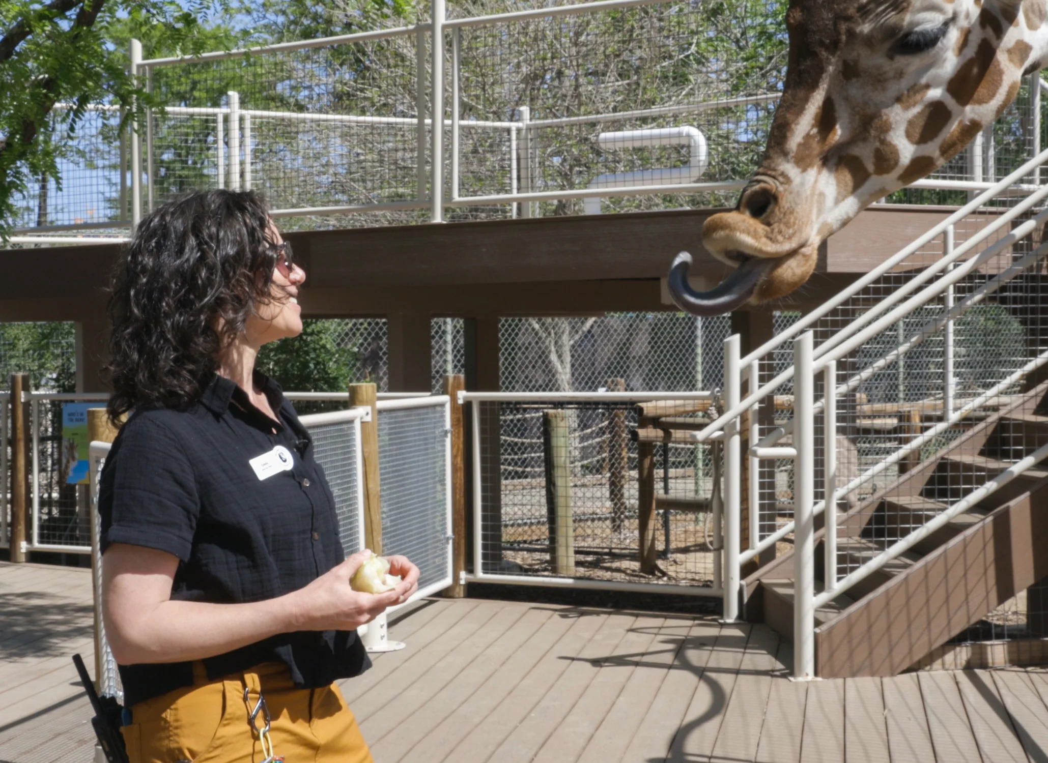 Emily Insalaco feeds giraffe Jasiri, first-time father to Thorn. Photo: Carly Rose, Rocky Mountain PBS