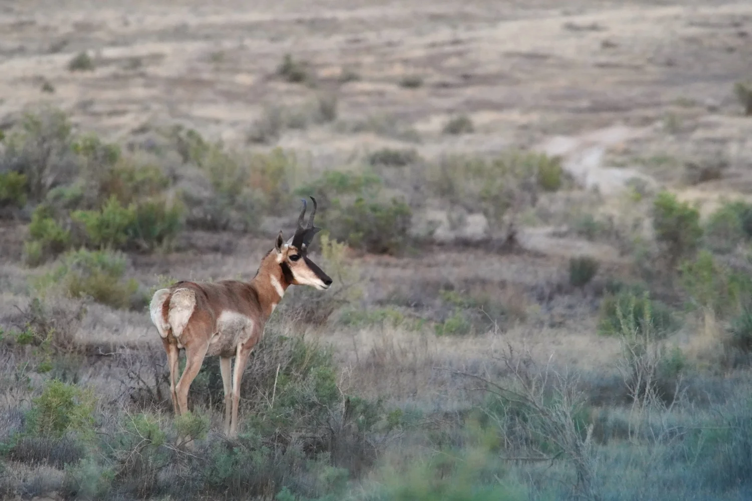 Pronghorn bucks always have a black mark on their cheek while does have no such markings. Photo: Joshua Vorse, Rocky Mountain PBS