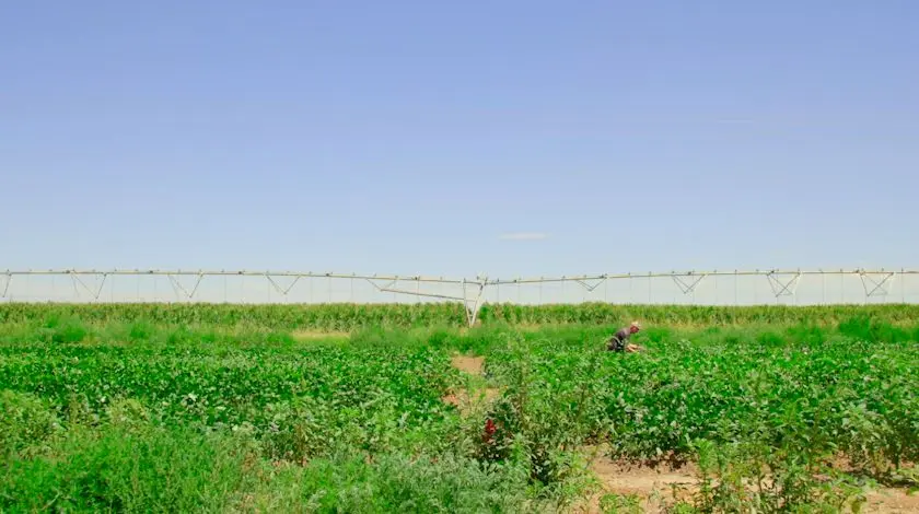 Davidson kneels by a patch of cowpea plants producing some of their first legumes of the season. Photo: Chase McCleary, Rocky Mountain PBS
