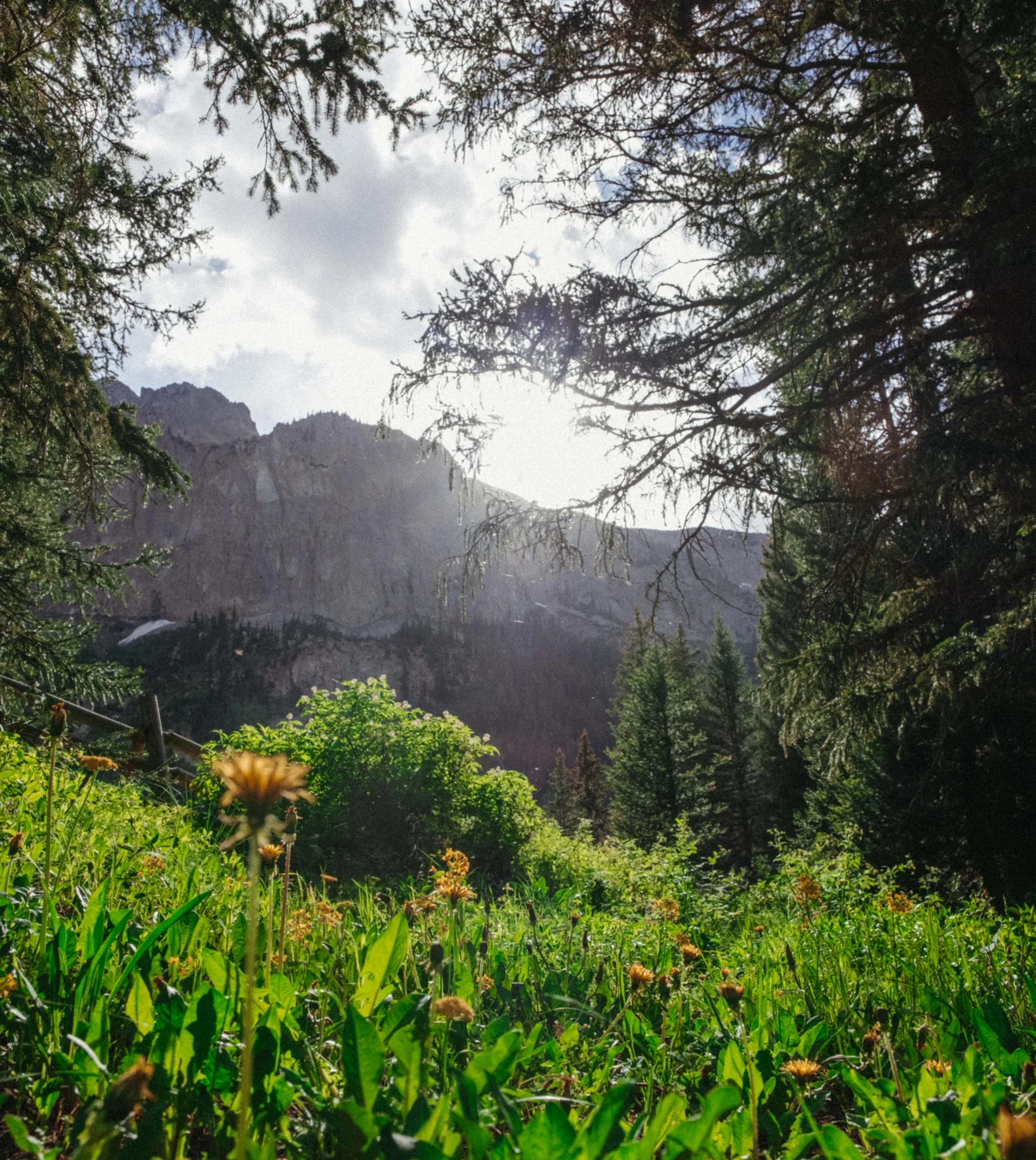 Wildflowers in the valley. Photo: Peter Vo, Rocky Mountain PBS